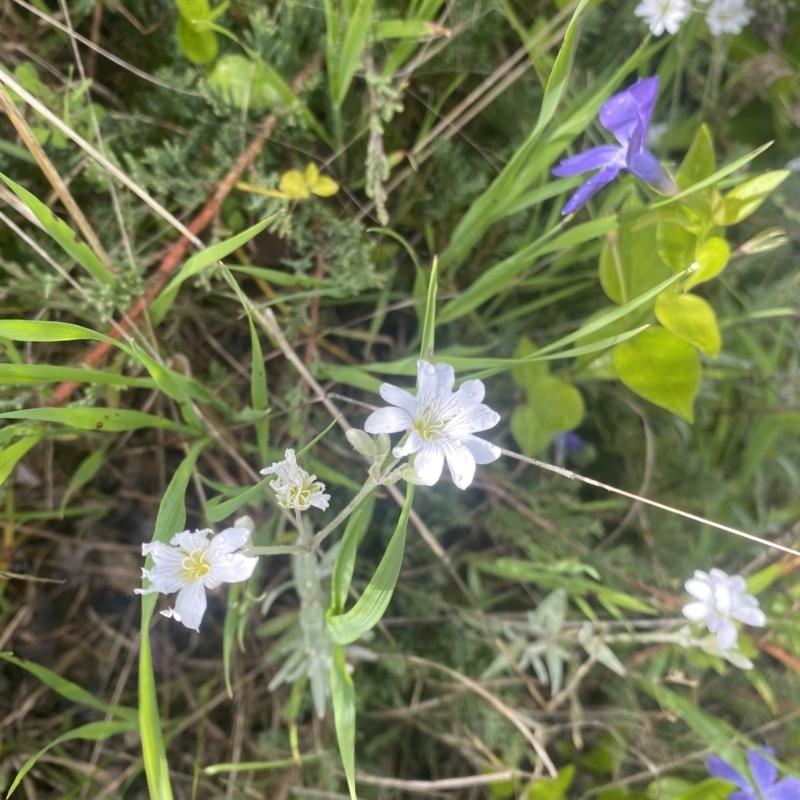 Cerastium tomentosum