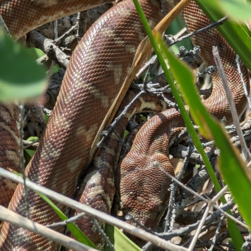 Morelia bredli