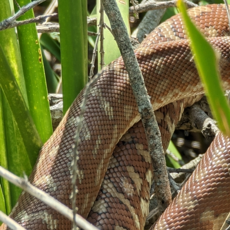 Morelia bredli