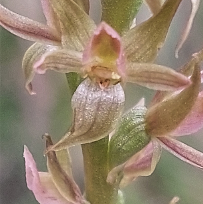 Paraprasophyllum bagoense