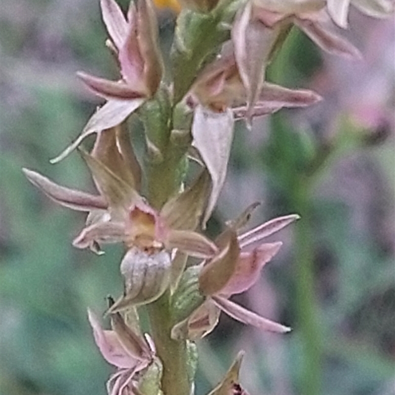 Paraprasophyllum bagoense