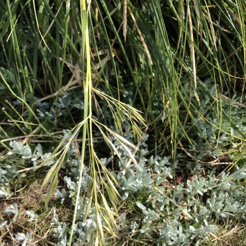 Chionochloa frigida