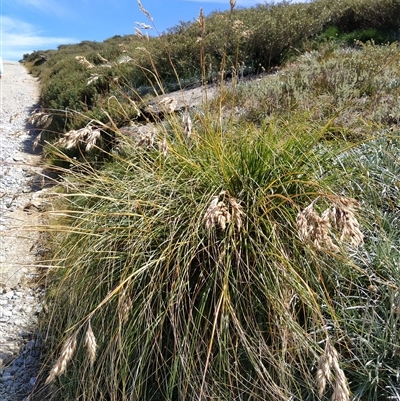 Chionochloa frigida