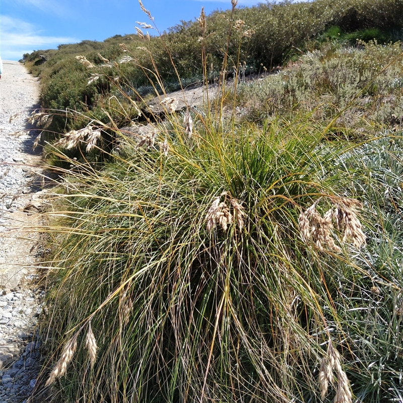 Chionochloa frigida