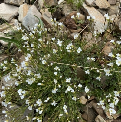 Cardamine robusta