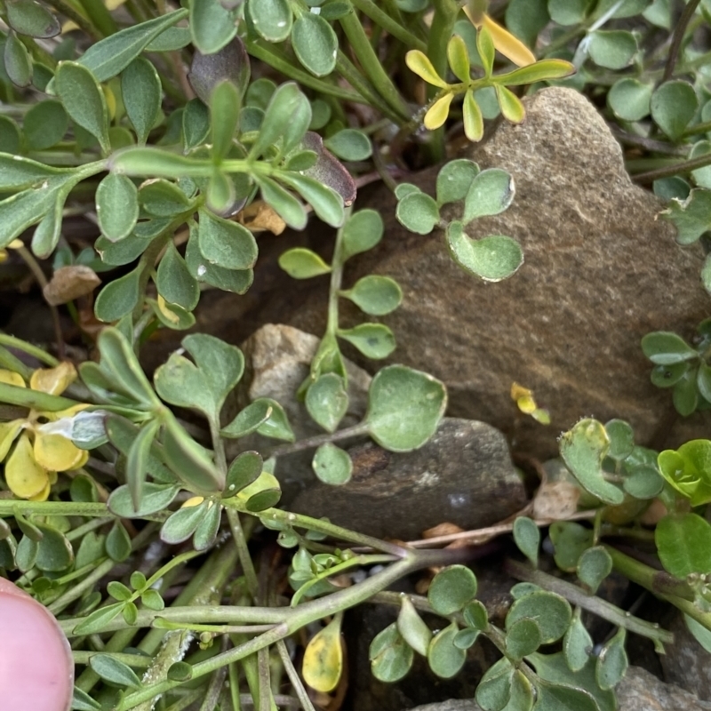 Cardamine robusta