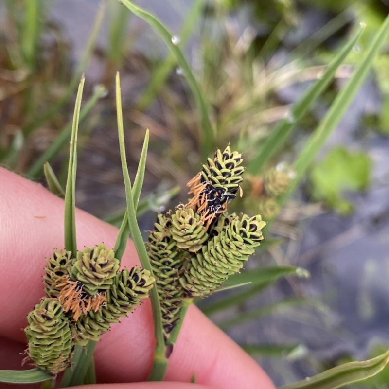 Carex hypandra