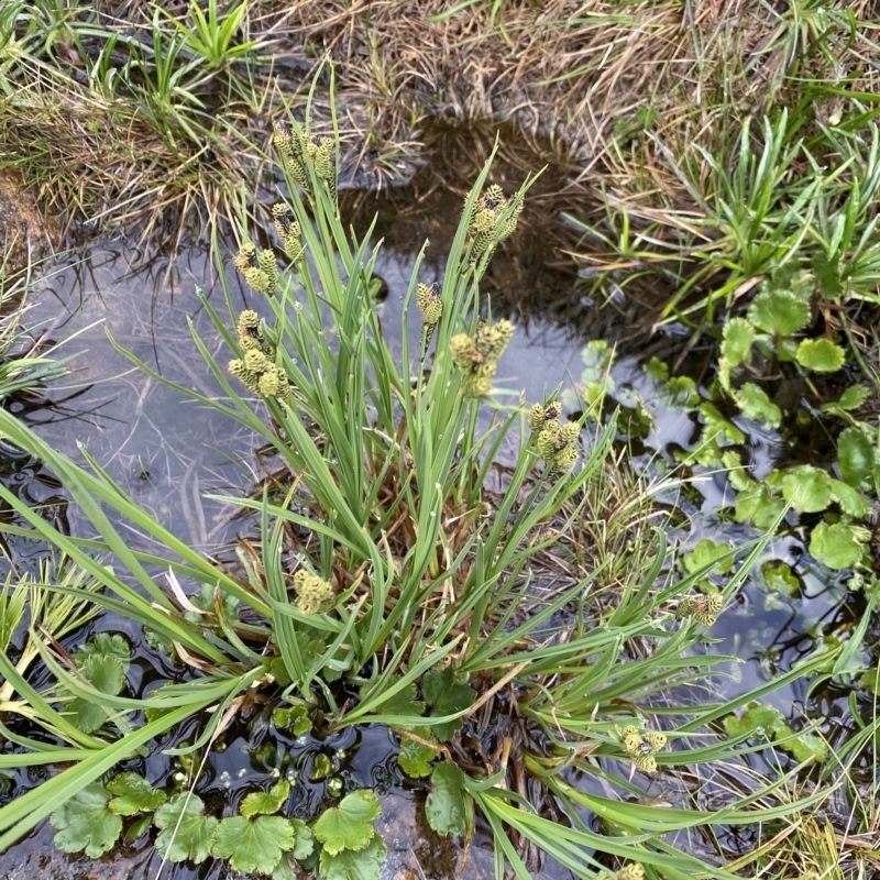 Carex hypandra