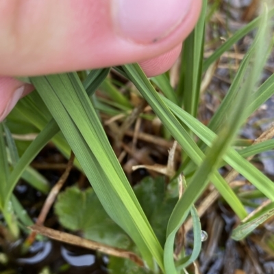 Carex hypandra