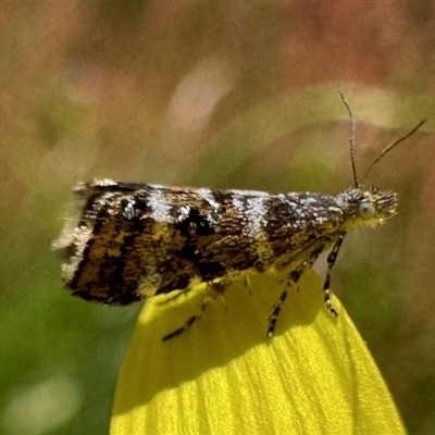 Asterivora lampadias