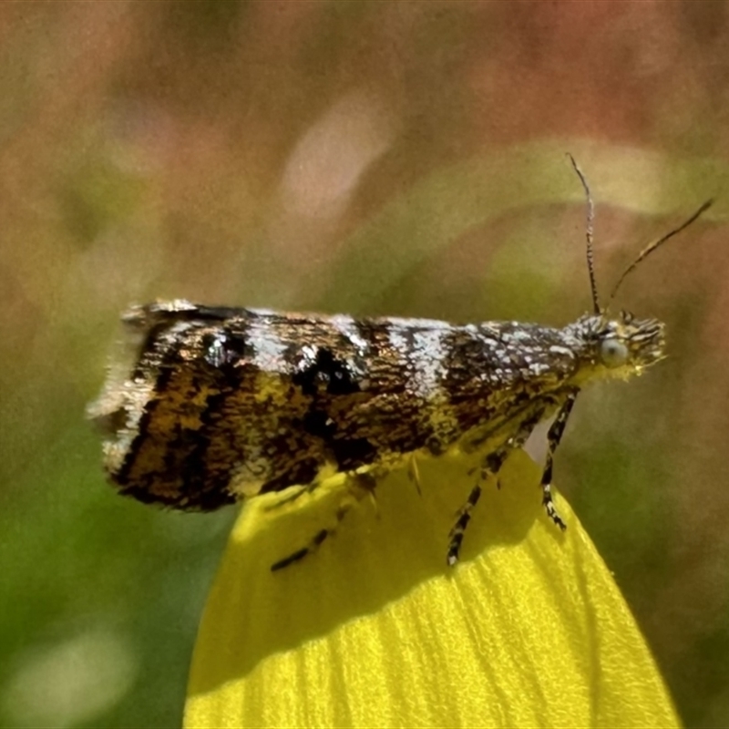 Asterivora lampadias