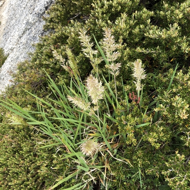 Trisetum spicatum subsp. australiense