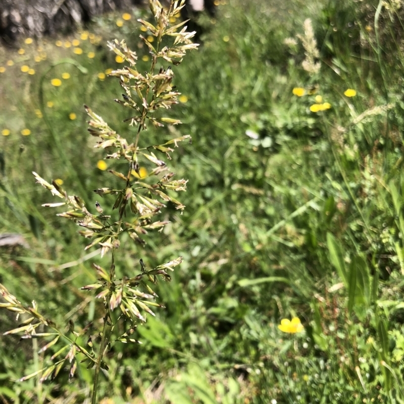 Trisetum spicatum subsp. australiense