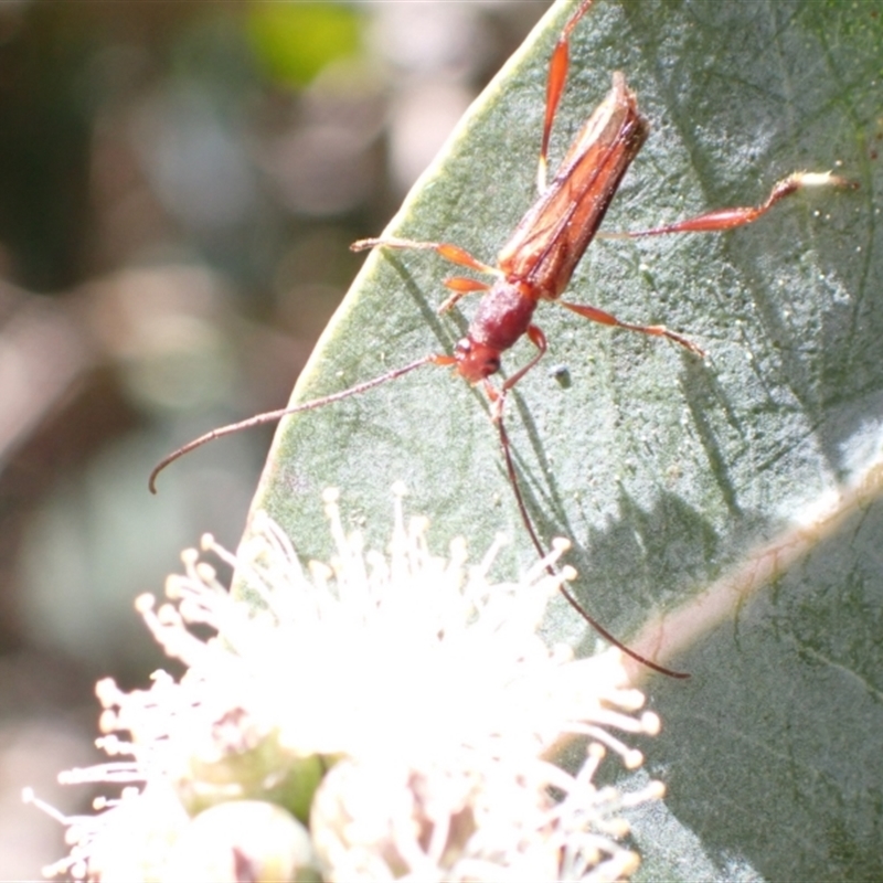 Mecynopus cothurnatus