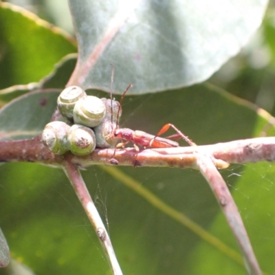 Mecynopus cothurnatus