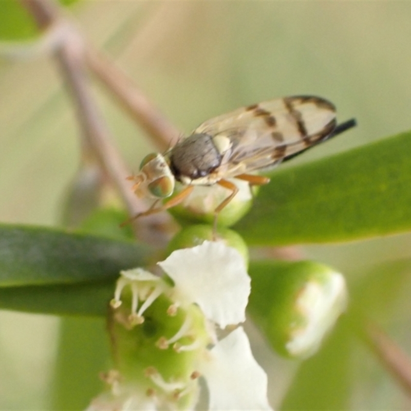 Euribia solstitialis