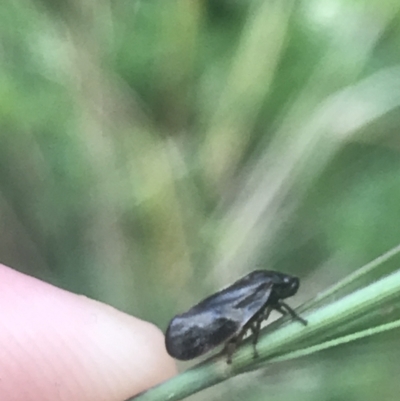 Cercopicesa tasmaniae