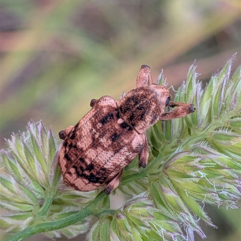 Pelororhinus transversus