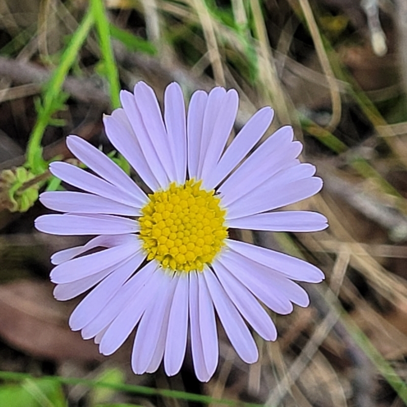 Brachyscome ciliaris var. ciliaris