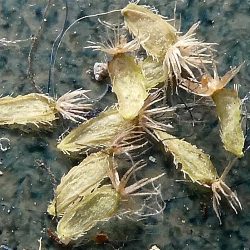 Brachyscome ciliaris