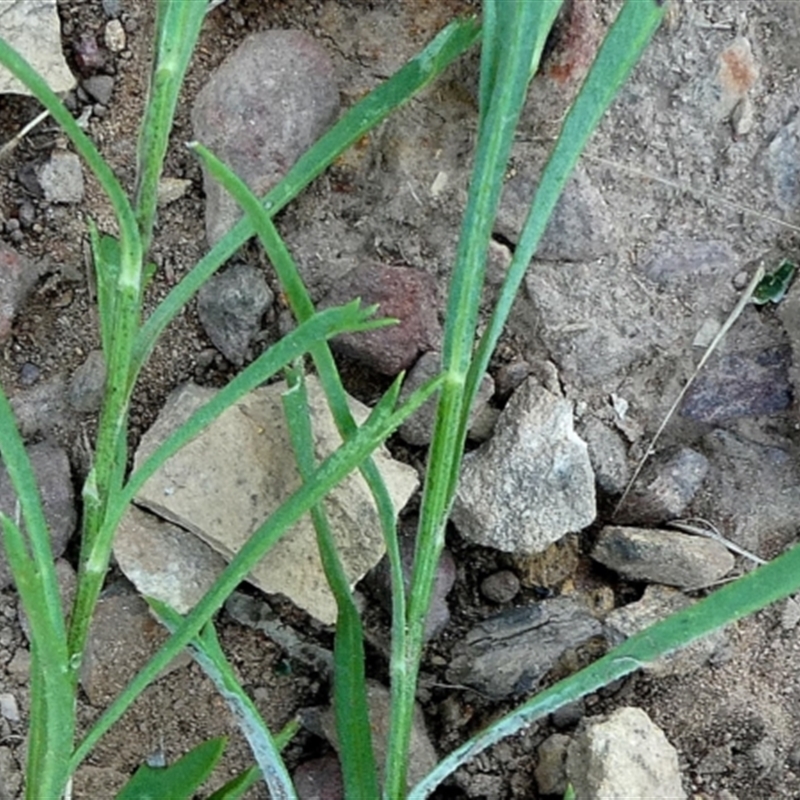Brachyscome ciliaris