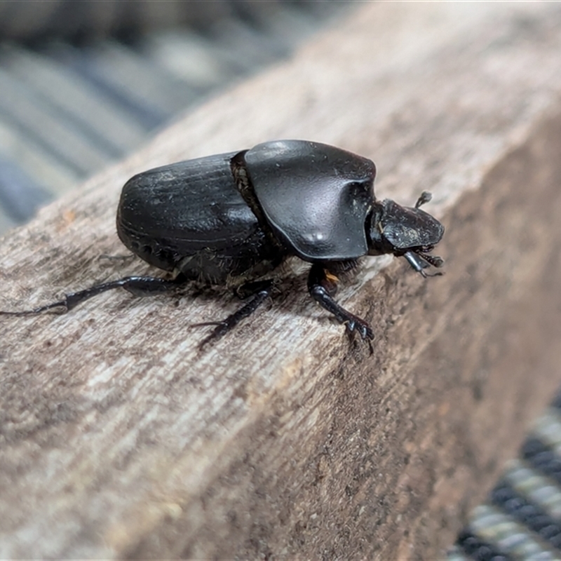 Onthophagus binodis