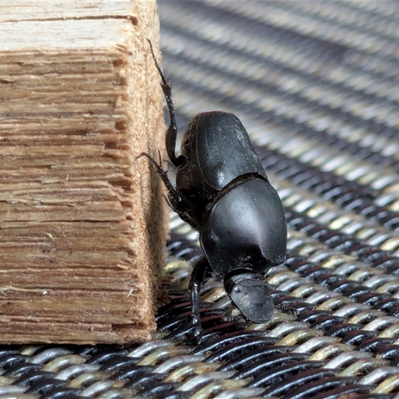 Onthophagus binodis