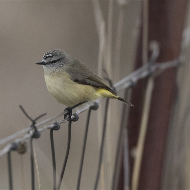 Acanthiza chrysorrhoa