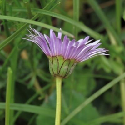 Brachyscome decipiens