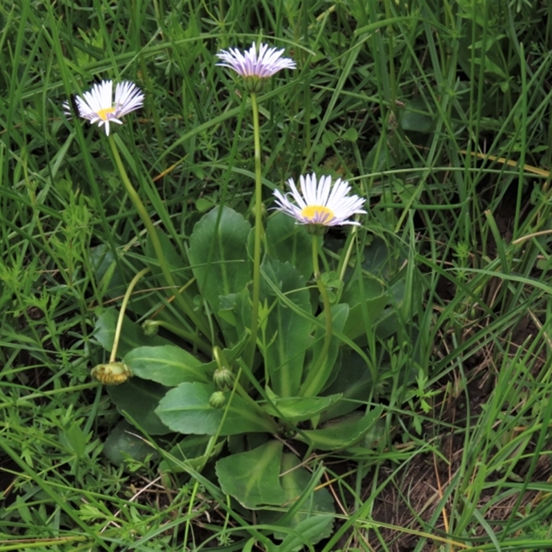 Brachyscome decipiens