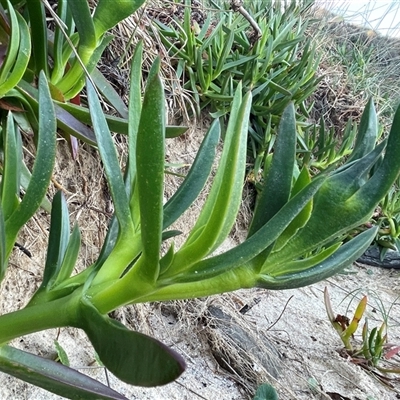 Carpobrotus sp.