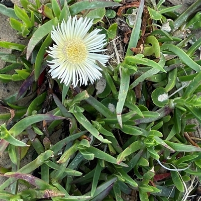 Carpobrotus sp.