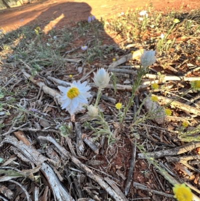 Rhodanthe floribunda