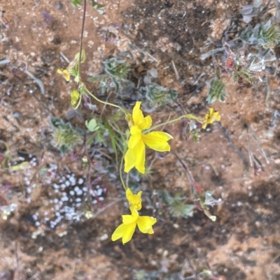 Goodenia fascicularis