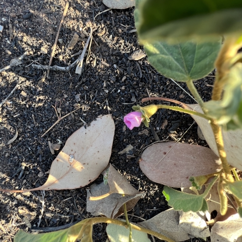 Hibiscus sturtii