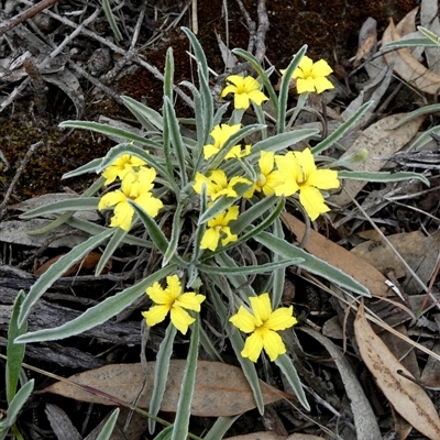 Goodenia willisiana