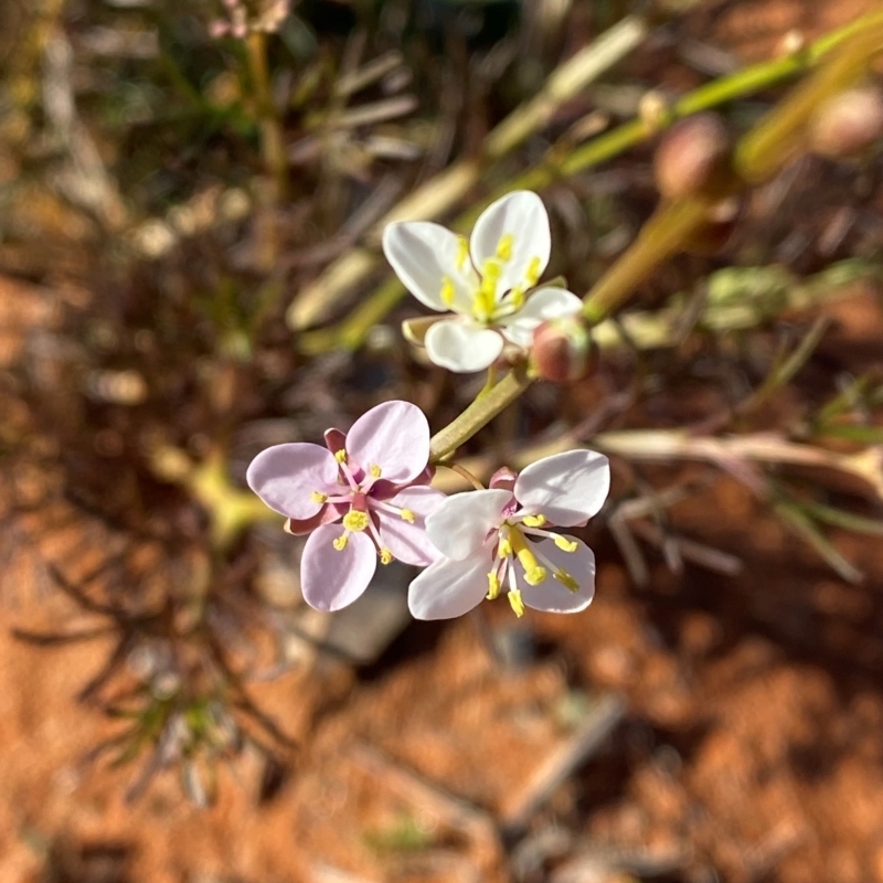 Arabidella trisecta