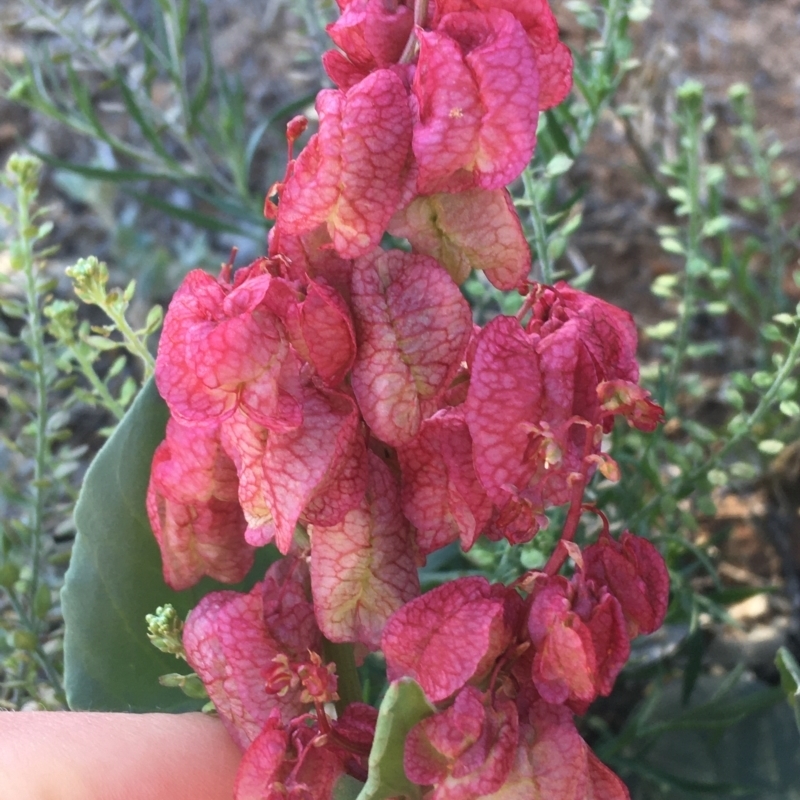 Rumex vesicarius