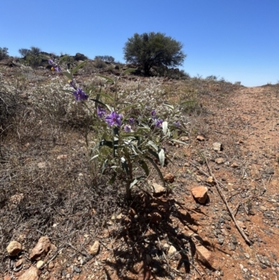 Solanum sturtianum