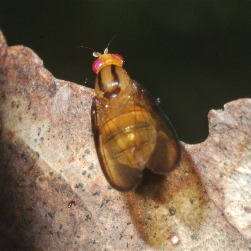 Sapromyza fuscocostata