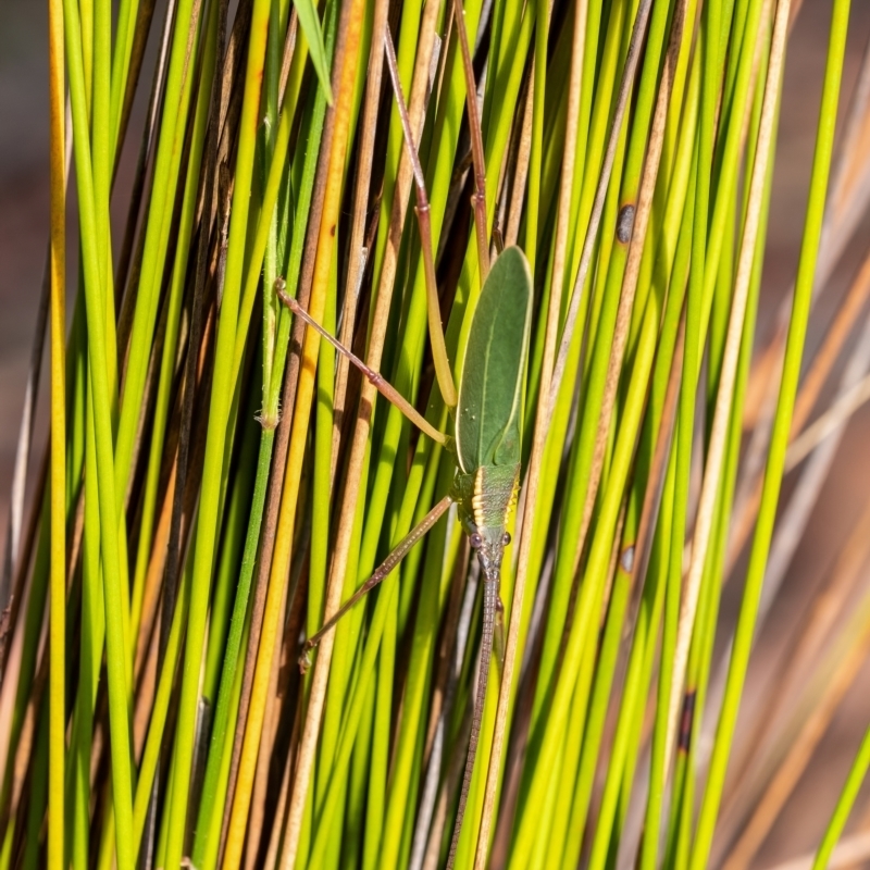 Mastigapha crassicornis