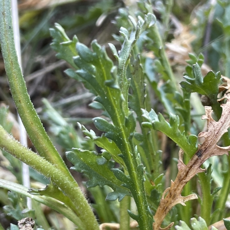 Brachyscome diversifolia var. diversifolia