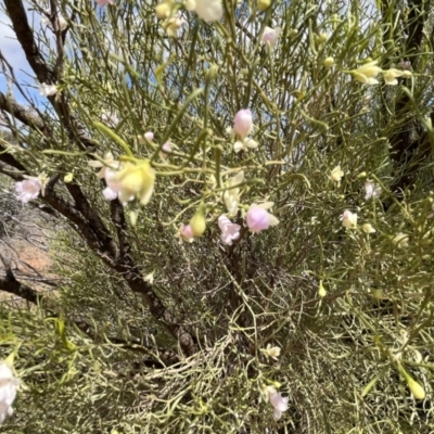 Eremophila sturtii