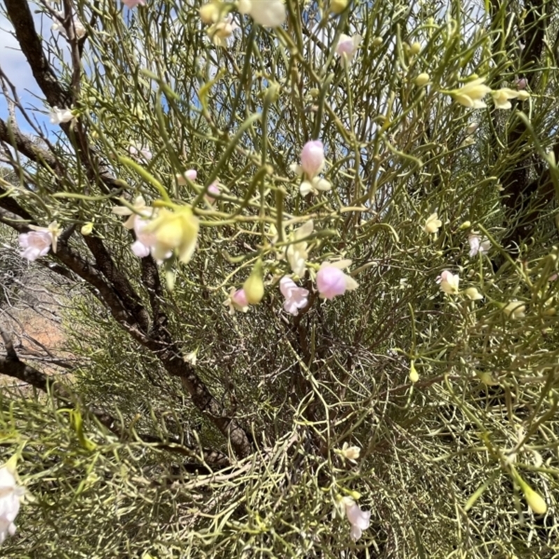 Eremophila sturtii