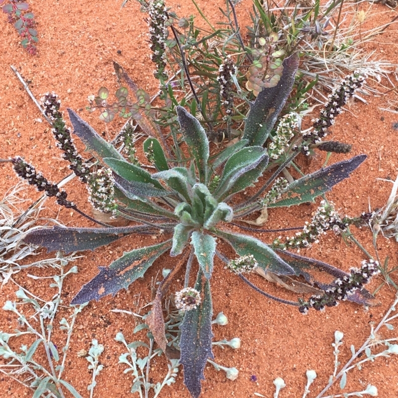 Plantago drummondii