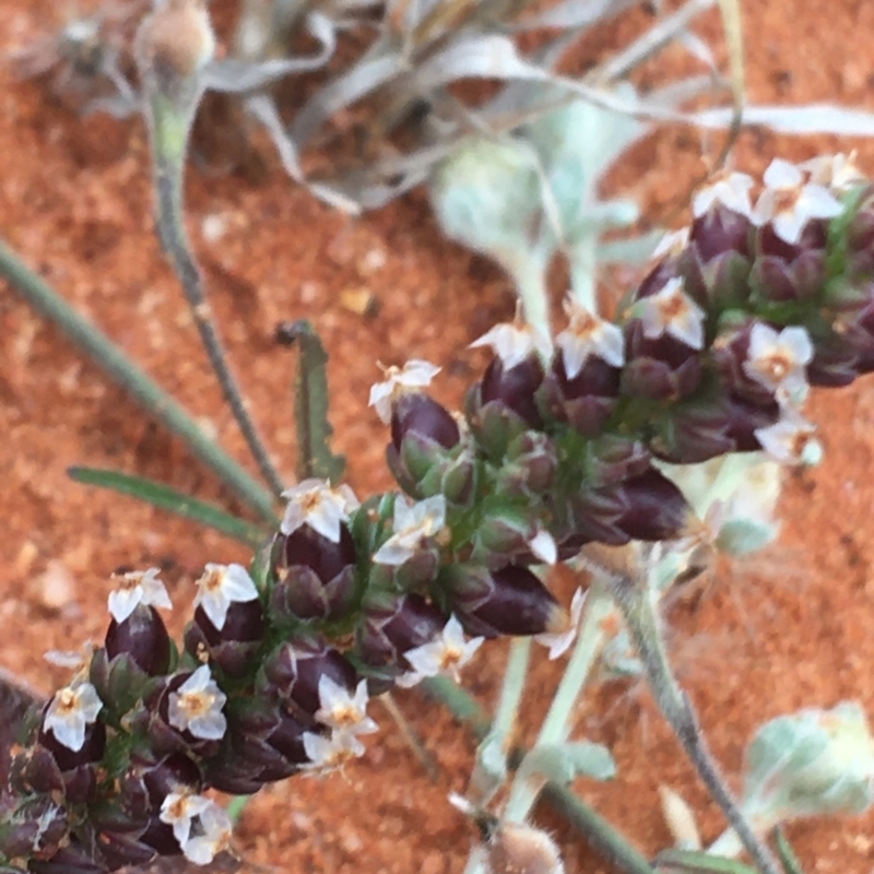 Plantago drummondii