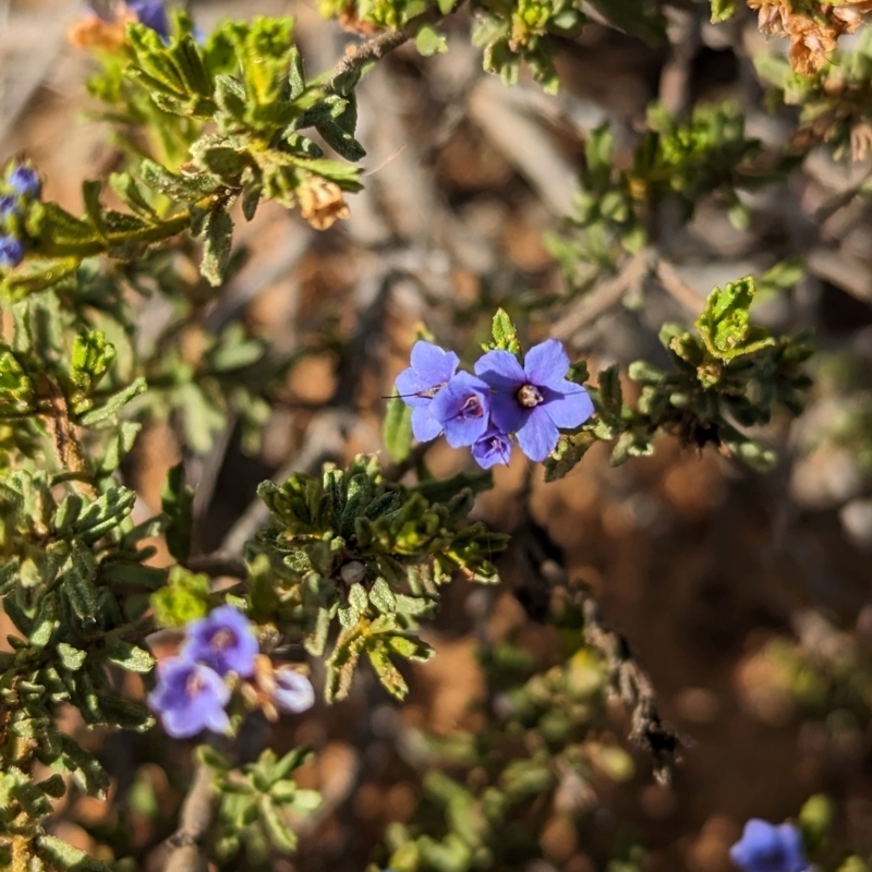 Halgania cyanea