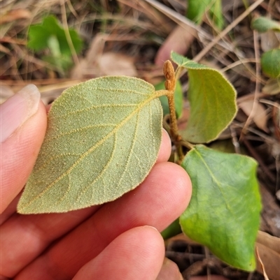 Cornus florida