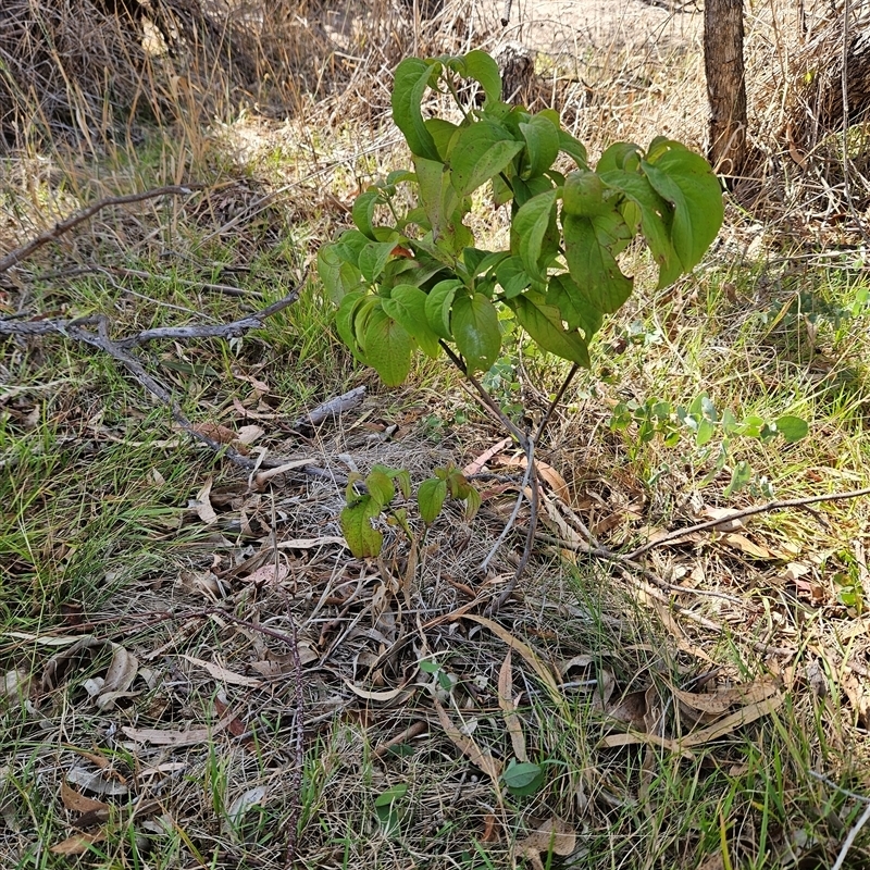 Cornus florida