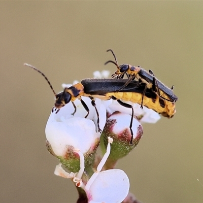 Chauliognathus sydneyanus